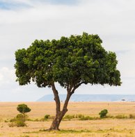 Bijvriendelijke boom - Acasia