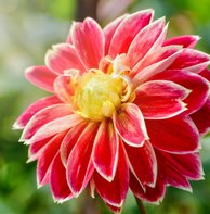 Bijvriendelijke bloeiende bloemen - Dalia