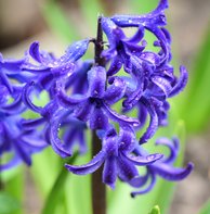 Bijvriendelijke bloeiende bloemen - hyacinth